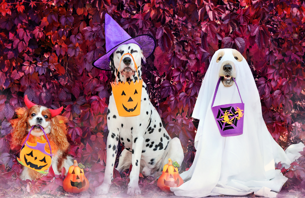 3 dogs dressing up for trick or treating on Halloween