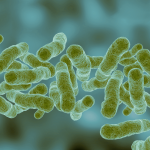 Legionella Bacteria