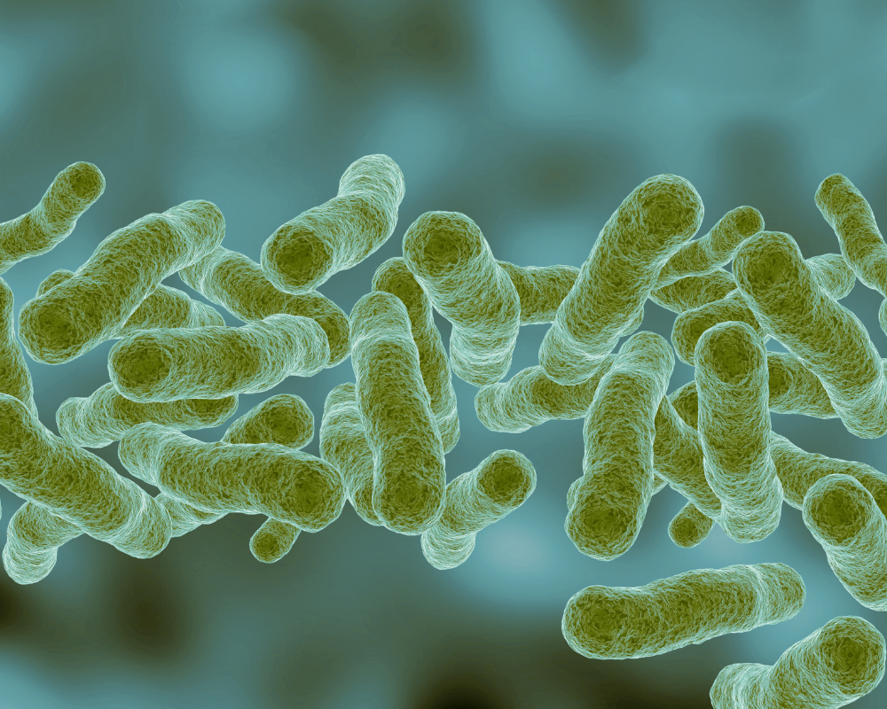 Legionella Bacteria