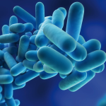 Legionella